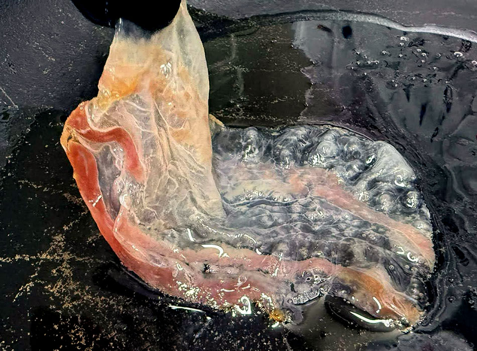 柔らかい火を通すことで透き通るベジョータの脂。上品な脂のコクと甘みと香りが引き立ちます。